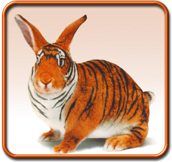 Hare - Tigra !