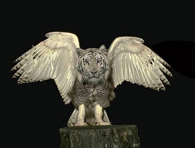 Tiger the Owl